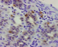 Paraffin-embedded sheep abomasum was incubated in guinea pig polyclonal antibodies to the human ghrelin protein at the dilution of 1:1000 overnight followed by incubation with biotinylated secondary antibodies. Cell bodies and nerve terminals in the sheep abomasum are intensely stained. This figure shows staining of cells when no pre-absorption is performed.