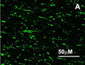 Immunoreactivity of cells and terminals in sheep hypothalamus section using anti-RFRP-3 antibody (1:2000).
