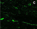 Staining of RFRP-3 peptide is not affected by preadsorption with Kisspeptin.