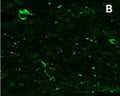 Staining of RFRP-3 peptide is not affected by preadsorption with Prolactin-releasing peptide (PrRP).