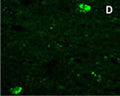 Staining of RFRP-3 peptide is not affected by preadsorption with NFF peptide.