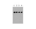 Western Blot analysis of 293 cells transfected with D-tagged vectors and with differing concentrations of the anti-D tag M-1301-100. Lane 1 contains the highest concentration (0.5 mg/mL) and Lane 4 contains the lowest (0.1 µg/mL).