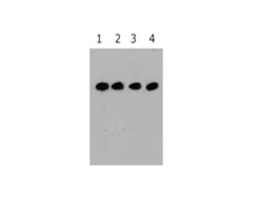 Western Blot analysis of 293 cells transfected with D-tagged vectors and with differing concentrations of the anti-D tag M-1301-100. Lane 1 contains the highest concentration (0.5 mg/mL) and Lane 4 contains the lowest (0.1 µg/mL).