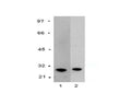Western Blot analysis of Mouse monoclonal anti-GST tag M-1306-100. Lane 1 contains recombinant GST protein (20 ng). Lane 2 contains 293 cell lysate (20 µg) transfected with a GST expression vector. Size of GST-fusion protein approx. 29 kDa.
