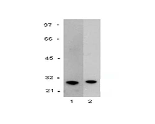 Western Blot analysis of Mouse monoclonal anti-GST tag M-1306-100. Lane 1 contains recombinant GST protein (20 ng). Lane 2 contains 293 cell lysate (20 µg) transfected with a GST expression vector. Size of GST-fusion protein approx. 29 kDa.