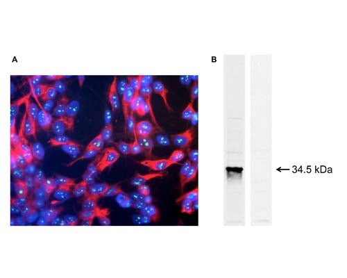 A: Immunofluorescence staining of fibrillarin (Nop1p) expressed in nucleoli with M-1372-250 (green). Cells were double-immunolabelled with an antibody to neurofilament NF-H (red). Blue: cell nucleus, stained with DAPI.B: Western blot of whole yeast protein extract with M-1372-250 (left lane). Right lane: no primary antibody control.