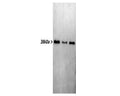 Blots of mice peripheral nerves blotted with M-1376-250 for use as a western blotting control. Note the single sharp band corresponding to GAPDH.