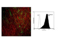 Left: Image of a rat frontal cortex section by Immunofluorescence and Immunohistochemistry. The section was stained with M-1391-50, Neurofilament light polypeptide (NF-L), Clone DA2, Mouse mAb, (red, 1:500), and co-stained with product C-1373-50, Glial fibrillary acidic protein (GFAP), Chicken pAb, (green, 1:5,000). IHC Method: Following transcardial perfusion of rat with 4% paraformaldehyde, brain was post-fixed for 24 hours, cut into 45 um sections, and free-floating section was stained. The NF-L antibody labels cell bodies and processes of pyramidal neurons, as well as dendrites and axons of other neuronal cells, while the GFAP antibody stains the network of glial cells. Right: Analysis of Neurofilament light polypeptide (NF-L), expression in human prostate cancer cell line DU145 by flow cytometry. Fixing and Permeabilization of cells: Absolute methanol (10 minutes in ice) and 0.1% Tween-20 in PBS, Blocking: 200 µg/mL Normal Sheep IgG (20 minutes), Primary antibody: Mouse Monoclonal antibody to Neurofilament Light (cat # M-1391-50, 2 μg per ~10^6 cells) for 30 minutes at room temperature, Secondary antibody: Goat anti-mouse PE labeled secondary antibody (1:100 fold dilution) with incubation for 20 minutes in dark at room temperature. Non-specific Control IgG, clone X63 (cat # M-1249-200) was used as negative control under same conditions (black dashed). Flow cytometry data and results were generated using Orflo MoxiflowTM instrument and protocols.