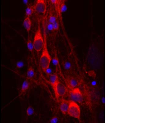 Image shows rat mixed neuron/glial cultures stained with Mouse monoclonal antibody to 14.3.3 protein eta M-1572-100 antibody (red). Neuronal perikarya are very rich in 14.3.3 protein eta which has a diffuse cytoplasmic staining pattern. Blue is a DNA stain.
