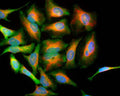 HeLa cells stained with Mouse monoclonal antibody to DJ-1 M-1573-100 (green), and Chicken polyclonal antibody to Vimentin C-1409-50 (red) and DNA (blue). M-1573-100 antibody reveals strong cytoplasmic staining for DJ-1.