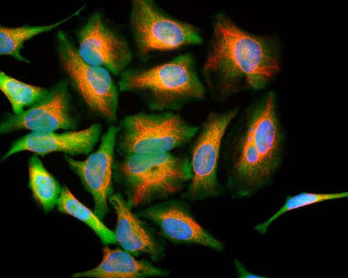 HeLa cells stained with Mouse monoclonal antibody to DJ-1 M-1573-100 (green), and Chicken polyclonal antibody to Vimentin C-1409-50 (red) and DNA (blue). M-1573-100 antibody reveals strong cytoplasmic staining for DJ-1.