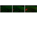 IHC staining of MOAB-2 on 2,4 and 6 month old 5XFAD mouse hippocampal sections showing increasing Aβ staining with MOAB-2 (Red); NeuN staining (Green). Photo courtesy of Dr. Mary Jo LaDu and Dr. Leon Tai from the University of Illinois Chicago, Chicago, IL.