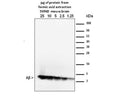 Sample combined cortex and hippocampus from 12 month old 5xFAD mice. 1.25-25 mg of FA extraction were analyzed using the standard Western blot procedure as described in Youmans, Molecular Neurodegeneration, 2012. MOAB-2 was used at a concentration of 1 µg/mL.Extraction protocol: Modified 3-step sequential extraction as described in Youmans et al, J Neurosci Methods, 2011.The modification involved using less volume of formic acid (FA) in step 3 to give a more concentrated extraction. Therefore, 70% FA was added at to a concentration of 600 mg/mL rather than 150 mg/mL as described in Youmans et al. The final protein concentration of the neutralized formic acid extraction was 0.9 mg/mLYoumans, KL et al (2011) J. Neuroscience Methods 196(1):51-59. PMID: 21219931.Youmans, KL et al (2012) Mol. Neurodegener. PMID: 22423893.