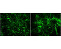 MAP2 staining in fixed and permeabilized striatal neurons (7 DIV) by Immunocytochemistry. Primary antibody concentration: 1 µg/mL. Image courtesy of QBM Cell Science.