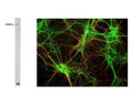 Whole rat brain lysate with mouse anti-MAP2 antibody. The antibody recognizes the ~280 kDa protein. Right: Mixed neuron/glia cultures stained with mouse anti-MAP2 (green) and also rabbit antibody to neurofilament H (Catalog Number R-1388-50) (red). Since the NF-H protein is largely expressed in neuronal axons, while the MAP2 is only found in neuronal dendrites and perikarya, there is little overlap between these two staining patterns. DNA stain shows nuclei of neurons and non-neuronal cells (blue).