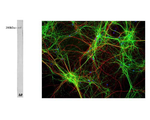 Whole rat brain lysate with mouse anti-MAP2 antibody. The antibody recognizes the ~280 kDa protein. Right: Mixed neuron/glia cultures stained with mouse anti-MAP2 (green) and also rabbit antibody to neurofilament H (Catalog Number R-1388-50) (red). Since the NF-H protein is largely expressed in neuronal axons, while the MAP2 is only found in neuronal dendrites and perikarya, there is little overlap between these two staining patterns. DNA stain shows nuclei of neurons and non-neuronal cells (blue).