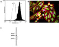 A: Specific staining of Actin expressed in human neuroblastoma SH-SY5Y cell line by Flow Cytometry using cat # M-1646-100. Fixing and Permeabilization of cells: Absolute methanol (10 minutes in ice) and 0.1% Tween-20 in PBS, Blocking: 1% BSA, Primary antibody: M-1646-100, 2 μg per ~10^6 cells, 30 minutes at room temperature, Secondary antibody: Goat anti-mouse PE (1:100), 20 minutes in dark at room temperature. Negative control: Non-specific Control IgG, clone X63 (cat # M-1249-200, black dashed). Data and results were generated using Orflo MoxiflowTM instrument and protocols. B: HeLa cells stained with M-1646-100 (red) and also with our chicken polyclonal antibody to Vimentin (C-1409-50). The actin antibody stains the submembranous actin rich cytoskeleton and also stress fibers, bundles of actin associated with adhesion sites. The vimentin antibody stains a quite different cytoskeletal network, the intermediate filaments. The blue stain reveals DNA in the nuclei of these cells. C: Crude extract of HeLa cells. The antibody recognizes the ~42 kDa protein.