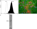 A: Flow Cytometry analysis of GAP43 expressed in human neuroblastoma SH-SY5Y cell line. Fixing and permeabilization of cells: Absolute methanol (10 minutes in ice) and 0.1% Tween-20 in PBS; Blocking: 1% BSA; Primary antibody: Mouse Monoclonal antibody to GAP43 (cat # M-1650-100, 2 μg per ~106 cells) for 30 minutes at room temperature; Secondary antibody: Goat anti-mouse PE (1:100 dilution), incubation for 20 minutes in dark at room temperature. Non-specific Control IgG, clone X63 (cat # M-1249-200) was used as negative control under same conditions. Data and results were generated using Orflo MoxiflowTM instrument and protocols. B: Immunofluorescence analysis of mixed neuron-glial cultures stained with mouse anti-GAP43 (green) and rabbit anti-MAP2 (red). Blue: DNA staining. The GAP43 antibody stains the plasma membrane of neurons and is particularly concentrated in dendrites. C: Western Blot analysis of GAP43 expression in whole rat spinal cord lysates. The antibody recognizes the ~43 kDa protein.