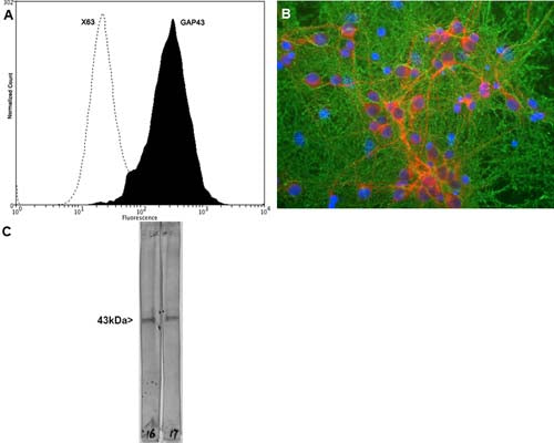 A: Flow Cytometry analysis of GAP43 expressed in human neuroblastoma SH-SY5Y cell line. Fixing and permeabilization of cells: Absolute methanol (10 minutes in ice) and 0.1% Tween-20 in PBS; Blocking: 1% BSA; Primary antibody: Mouse Monoclonal antibody to GAP43 (cat # M-1650-100, 2 μg per ~106 cells) for 30 minutes at room temperature; Secondary antibody: Goat anti-mouse PE (1:100 dilution), incubation for 20 minutes in dark at room temperature. Non-specific Control IgG, clone X63 (cat # M-1249-200) was used as negative control under same conditions. Data and results were generated using Orflo MoxiflowTM instrument and protocols. B: Immunofluorescence analysis of mixed neuron-glial cultures stained with mouse anti-GAP43 (green) and rabbit anti-MAP2 (red). Blue: DNA staining. The GAP43 antibody stains the plasma membrane of neurons and is particularly concentrated in dendrites. C: Western Blot analysis of GAP43 expression in whole rat spinal cord lysates. The antibody recognizes the ~43 kDa protein.
