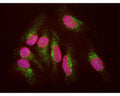 HeLa cell staining with M-1652-100 (green), and counterstained with chicken polyclonal antibody to Lamin A/C (green) and DNA (blue). The LAMP1 antibody reveals strong cytoplasmic staining of lysosomes and early endosomes, while the Lamin A/C antibody binds to the nuclear lamina. Since both DNA (blue) and Lamin A/C (red) are associated with the nuclear compartment, this region appears crimson in this image.