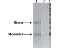 Western-Blot detection of human NRTN expressed in CHO cells. Line 1. hNRTN-containing CHOEBNALT85 cell culture supernatant. Line 2. Negative control - CHOEBNALT85 cell culture supernatant. 5 µl of supernatant were loaded per line. Primary antibody dilution 1:5000 was used. Antibody recognizes protein dimeric, and monomeric variants.