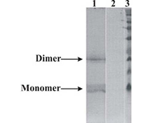 Western-Blot detection of human NRTN expressed in CHO cells. Line 1. hNRTN-containing CHOEBNALT85 cell culture supernatant. Line 2. Negative control - CHOEBNALT85 cell culture supernatant. 5 µl of supernatant were loaded per line. Primary antibody dilution 1:5000 was used. Antibody recognizes protein dimeric, and monomeric variants.