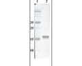 Western Blot testing of anti-MANF monoclonal antibody. Line 1. PageRuler Prestained Protein Ladder (#SM0671 Fermentas); Line 2. Purified recombinant MANF (500 ng per line) expressed using CHOEBNALT85 cell line.