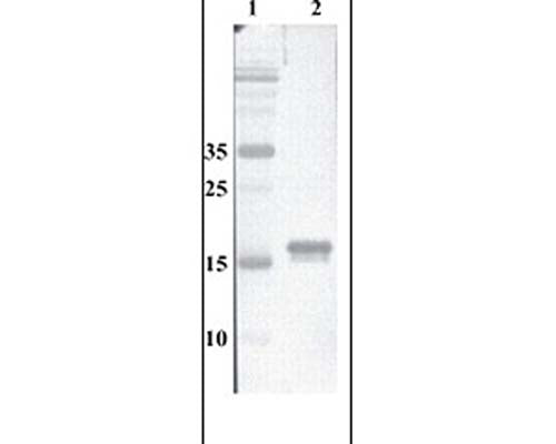 Western Blot testing of anti-MANF monoclonal antibody. Line 1. PageRuler Prestained Protein Ladder (#SM0671 Fermentas); Line 2. Purified recombinant MANF (500 ng per line) expressed using CHOEBNALT85 cell line.