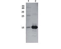 Western Blot testing of anti-CDNF antibody. Line 1. PageRuler Prestained Protein Ladder (#SM0671 Fermentas); Line 2. Recombinant CDNF expressed into the supernatant of CHO cell culture medium.
