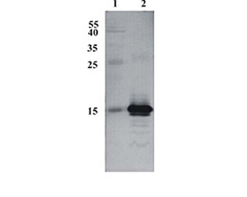 Western Blot testing of anti-CDNF antibody. Line 1. PageRuler Prestained Protein Ladder (#SM0671 Fermentas); Line 2. Recombinant CDNF expressed into the supernatant of CHO cell culture medium.