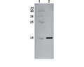 Western Blot testing of anti-CDNF antibody. Line 1. PageRuler Prestained Protein Ladder (#SM0671 Fermentas); Line 2. Recombinant CDNF expressed into the supernatant of CHO cell culture medium.