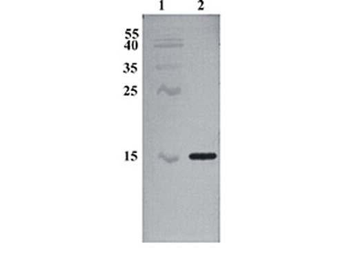 Western Blot testing of anti-CDNF antibody. Line 1. PageRuler Prestained Protein Ladder (#SM0671 Fermentas); Line 2. Recombinant CDNF expressed into the supernatant of CHO cell culture medium.