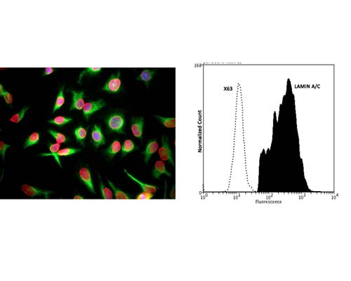 Left: HeLa cells stained with M-1689-100 (red), and counterstained with chicken polyclonal antibody to Vimentin (green, C-1409-50). The The Lamin A/C antibody reveals strong nuclear lamina staining, while the Vimentin antibody reveals cytoplasmic intermediate filaments. The blue stain reveals DNA in the nuclei of these cells. Right: Analysis of Lamin A/C expression in human prostate cancer DU145 cell line by FLow Cytometry. Fixing and Permeabilization of cells: Absolute methanol (10 minutes in ice) and 0.1% Tween-20 in PBS, Blocking: 200 µg/mL Normal Sheep IgG (20 minutes), Primary antibody: Mouse Monoclonal antibody to Lamin A/C (cat # M-1689-100, 2 μg per ~10^6 cells) for 30 minutes at room temperature, Secondary antibody: Goat anti-mouse PE labeled secondary antibody (1:100 fold dilution) with incubation for 20 minutes in dark at room temperature. Non-specific Control IgG, clone X63 (cat # M-1249-100) was used as negative control under same conditions (black dashed). Flow cytometry data and results were generated using Orflo MoxiflowTM instrument and protocols.