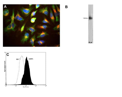 A: HeLa cell staining with M-1690-100 (red), and counterstained with chicken polyclonal antibody to Vimentin C-1409-50 (green) and DNA (blue). The LAMP1 antibody reveals strong punctate cytoplasmic staining corresponding to lysosomes and late endosomes, while the Vimentin antibody reveals cytoplasmic intermediate filaments. B: Western blot of HeLa cell crude extract stained with M-1690-100 (lane 9). The antibody binds to a diffuse band running at between 90 and 120 kDa. C: Analysis of LAMP1 expression in human neuroblastoma SH-SY5Y cell line by Flow Cytometry. Fixing and Permeabilization of cells: Absolute methanol (10 minutes in ice) and 0.1% Tween-20 in PBS, Blocking: 1% BSA, Primary antibody: Mouse Monoclonal antibody to LAMP1 (cat # M-1690-100, 2μg per ~10^6 cells) for 30 minutes at room temperature, Secondary antibody: Goat anti-mouse PE labeled secondary antibody (1:100 fold dilution) with incubation for 20 minutes in dark at room temperature. Non-specific Control IgG, clone X63 (cat # M-1249-100) was used as negative control under same conditions (black dashed). Flow cytometry data and results were generated using Orflo MoxiflowTM instrument and protocols.
