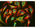 HeLa cells stained with M-1692-100 (red) and also with our chicken polyclonal antibody to Vimentin, (C-1409-50). The HSP27 antibody reveals strong cytoplasmic staining and penetrates into the actin rich ruffled margins. The vimentin antibody stains a quite different cytoskeletal network, the intermediate filaments. The blue stain reveals DNA in the nuclei of these cells.