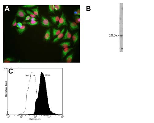 A: HeLa cells stained with M-1702-100 (red), chicken polyclonal antibody to Vimentin (C-1409-50, green) and DNA (blue). The M-1702-100 antibody reveals strong nuclear staining which overlaps with the DNA stain. B: Blot of crude HeLa cell extract stained with M-1702-100. HMGB1 runs at an apparent molecular weight of 25 kDa. C: Analysis of HMGB1 expression in human euroblastoma SH-SY5Y cell line by Flow Cytometry. Fixing and Permeabilization of cells: Absolute methanol (10 minutes in ice) and 0.1% Tween-20 in PBS, Blocking: 1% BSA, Primary antibody: Mouse Monoclonal antibody to HMGB1 (cat # M-1702-100, 2μg per ~10^6 cells) for 30 minutes at room temperature, Secondary antibody: Goat anti-mouse PE labeled secondary antibody (1:100 fold dilution) with incubation for 20 minutes in dark at room temperature. Non-specific Control IgG, clone X63 (cat # M-1249-200) was used as negative control under same conditions (black dashed). Flow cytometry data and results were generated using Orflo MoxiflowTM instrument and protocols.
