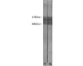 Crude rat brain extract. Tau protein is expressed as up to 9 different isoforms of different molecular weight and so appears as multiple closely spaced bands covering the region of the blot from 48 kDa to 67 kDa.