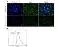 A: Immunofluorescence analysis of TrpV1 expression in rat C6 glioma cells. Fixed (4% formaldehyde), permeabilized, and blocked (10% normal horse serum, 0.1% Triton X100) C6 cells were incubated with TrpV1 antibody M-1714-100 (clone BS397, 2 µg/mL, green) for 1 hour. Primary antibody binding was visualized with a secondary donkey anti-mouse-CF488A antibody (5 µg/mL, 1 hour incubation). Cell nuclei were stained with Hoechst dye (blue). Magnification: 100x.B: Analysis of TRPV1 expression in C6 cells by Flow Cytometry. Fixing and permeabilization of cells: Absolute methanol (10 minutes in ice) and 0.1% Tween-20 in PBS, Blocking: 200 µg/mL sheep IgG, Primary antibody: Mouse Monoclonal antibody to TRPV1 (cat # M-1714-100, 2 µg per ~106 cells) for 30 minutes at room temperature, Secondary antibody: Goat anti-mouse PE labeled secondary antibody (1:100 dilution), 20 minutes in dark at room temperature. Negative control: Non-specific Control IgG, clone X63 (cat # M-1249-100, black dashed). Data and results were generated using Orflo MoxiflowTM instrument and protocols.