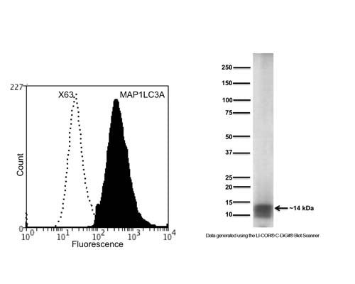 Left: Flow cytometry analysis of human SHSY-5Y cells of MAP1LC3A with M-1725-100. Fixing and Permeabilization of cells: Absolute methanol and 0.1% Tween-20 in PBS, Primary antibody: Mouse Monoclonal antibody to MAP1LC3A (cat # M-1725-100, 2 μg per ~10^6 cells) for 15 minutes at room temperature, Secondary antibody: Goat anti-mouse PE labelled secondary antibody (1:1000 fold dilution) with incubation for 15 minutes in dark at room temperature. Non-specific Control IgG, clone X63 (cat # M-1249-200) was used under same conditions as negative control (black dashed). Flow cytometry data and results were generated using Orflo Moxiflow instrument and protocols. The data demonstrates specific staining of MAP1LC3A expressed in human neuronal cell line SHSY-5Y using cat # M-1725-100. Right: Detection of MAP1LC3A in human SHSY-5Y cell lysates (20 µg/lane) by Western Blotting. SDS-PAGE: 4-20% Bis-Tris denatured, reduced; Transfer: Tris-Glycine buffer; Membrane: nitrocellulose (0.2 µm); Blocking: 5% skim milk in TBST, 1 hour at RT; Primary antibody: overnight at 4°C (10 µg/mL); Secondary antibody: anti-mouse-HRP (1/10000) 2 hours at RT; Detection: Enhanced Chemiluminescence Substrate with LiCor C-DiGit Blot Scanner. The broad band seen on WB indicates binding of Cat # M-1725-100 to a broad protein band with a Molecular Weight of ~14 kDa. Predicted molecular weight of MAP1LC3A is ~14.5 kDa.