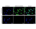 Immunofluorescence analysis of MAP1LC3A expression in rat C6 glioma cells. Fixed (4% formaldehyde), permeabilized, and blocked (10% normal horse serum, 0.1% Triton X100) C6 cells were incubated with MAP1LC3A antibody M-1725-100 (2 µg/mL, green) for 1 hour. Primary antibody binding was visualized with a secondary donkey anti-mouse-CF488A antibody (4 µg/mL, 1 hour incubation). Cell nuclei were stained with Hoechst dye (blue). MAP1LC3A-IR is observed throughout the cytoplasm. Magnification: 100x.