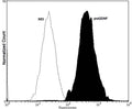 Fixing and Permeabilization of cells: Absolute methanol (10 minutes in ice) and 0.1% Tween-20 in PBS, Blocking: 1% BSA, Primary antibody: Mouse Monoclonal antibody to proGDNF (cat # M-1727-100, 2 μg per ~106 cells) for 30 minutes at room temperature, Secondary antibody: Goat anti-mouse PE labeled secondary antibody (1:100 fold dilution) with incubation for 20 minutes in dark at room temperature. Non-specific Control IgG, clone X63 (cat # M-1249-100) was used as negative control under same conditions (black dashed). Flow cytometry data and results were generated using Orflo MoxiflowTM instrument and protocols. The data demonstrates specific staining of proGDNF expressed in human neuronal cell line SHSY-5Y using cat # M-1727-100.