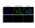 Immunofluorescence analysis of proGDNF expression in rat C6 glioma cells. Fixed (4% formaldehyde), permeabilized, and blocked (10% normal horse serum, 0.1% Triton X100) C6 cells were incubated with proGDNF antibody M-1727-100 (2 µg/mL, green) for 1 hour. Primary antibody binding was visualized with a secondary donkey anti-mouse-CF488A antibody (4 µg/mL, 1 hour incubation). Cell nuclei were stained with Hoechst dye (blue). proNGF-IR is observed in the perinuclear cytoplasm. Magnification: 100x.