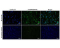 Immunofluorescence analysis of proGDNF expression in human SH-SY5Y cells. Fixed (4% formaldehyde), permeabilized, and blocked (10% normal horse serum, 0.1% Triton X100) SH-SY5Y cells were incubated with proGDNF antibody M-1727-100 (2 µg/mL, green) for 1 hour. Primary antibody binding was visualized with a secondary donkey anti-mouse-CF488A antibody (4 µg/mL, 1 hour incubation). Cell nuclei were stained with Hoechst dye (blue). proGDNF-IR is observed throughout the cytoplasm. Magnification: 100x.
