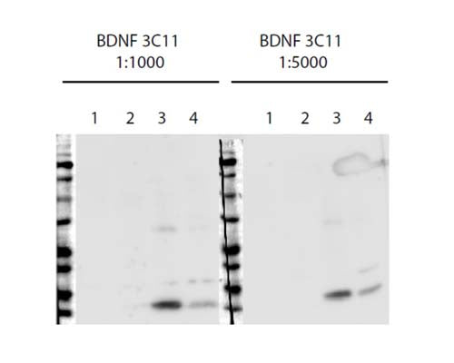 Western blot analysis of rat astrocyte culture (Lanes 1 and 2) and rat hippocampal neuron culture lysate (Lanes 3 and 4) at two different antibody concentrations (1 µg/mL and 0.2 µg/mL).Photo courtesy of Koppel and Timmusk (Tallinn Technical University, Institute of Gene Technology).