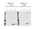 Anti-Brain-derived neurotrophic factor (BDNF) Antibody