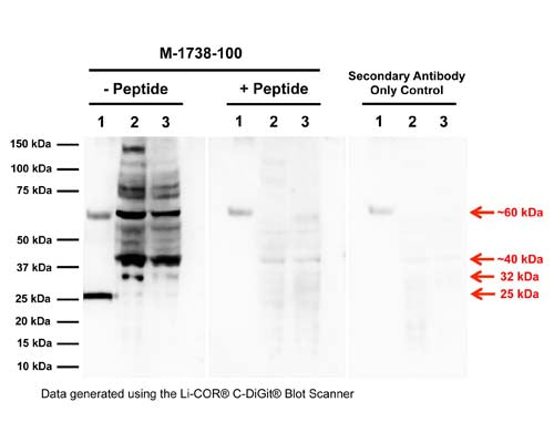 Western blot analysis of proNGF expression in DU145 and PC3 prostate cancer cell lysates. Monoclonal proNGF antibody M-1738-100 detects monomeric, non-glycosylated proNGF protein (20 ng, E.coli derived) at 25 kDa (Sample 1). PC3 (Sample 2, 100 µg) and DU145 (Sample 3, 100 µg) cell lysates show several proNGF isoforms (32 kDa, ~40 kDa, ~60 kDa, and higher molecular weight bands) as previously described, which most likely relates to glycosylated forms of full-length proNGF (Reinshagen et al., 2000; Lobos et al., 2005; Pedraza et al., 2005; Pundavela et al., 2014). Specificity of these bands is shown by pre-incubation with the immunizing peptide (5x mass of primary antibody), and a secondary antibody only control blot. Western Blotting Method: SDS-PAGE: denaturing and reducing, 4-20% Bis-Tris gel; Semi-Dry Transfer: Tris-Glycine (Towbin's) buffer with 20% methanol; Membrane: Nitrocellulose (0.45 µm); Blocking: 5% skim milk in TBST, 1 hour at RT; Primary antibody: 2 µg/mL, overnight at 4°C; Secondary antibody: anti-mouse-HRP (1/6000), 1 hour at RT; Detection: Chemiluminiscence.