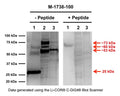Western blot analysis of proNGF expression in human brain homogenates. Monoclonal proNGF antibody M-1738-100 (2 µg/mL) detects monomeric, non-glycosylated proNGF protein (30 ng, E.coli-derived) at 25 kDa (Sample 1). Brain homogenate 1 (Sample 2, 50 ug) and 2 (Sample 3, 30 ug) show several proNGF isoforms (~53 kDa, ~60 kDa, and ~73 kDa) as previously described, which most likely relates to glycosylated forms of full-length proNGF (Reinshagen et al., 2000; Lobos et al., 2005; Pedraza et al., 2005; Pundavela et al., 2014). Specificity of these bands is shown by pre-incubation with the immunizing peptide (5x mass of primary antibody). Western Blotting Method: SDS-PAGE: denaturing and reducing, 4-20% Bis-Tris gel; Semi-Dry Transfer: Tris-Glycine (Towbin's) buffer with 20% methanol; Membrane: Nitrocellulose (0.45 um); Blocking: 5% skim milk in TBST, 1 hour at RT; Primary antibody: overnight at 4°C; Secondary antibody: anti-mouse-HRP (1/6000), 1 hour at RT; Detection: Chemiluminiscence.