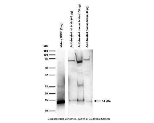Western blot analysis of BDNF expression in acid-treated rodent and human brain samples. Brain samples were acid-treated at pH 4 (refer to References for a detailed extraction method protocol). M-1744-50/100 (1 µg/mL) detects BDNF monomer at 14 kDa. Additional higher MW bands are not characterized, but may be related to the cross-reaction of the secondary anti-mouse-HRP antibody with endogenous, reduced IgG present in samples, in particular mouse tissue. Western Blotting Method: SDS-PAGE: denaturing and reducing, 12% Bis-Tris gel; Transfer: Tris-Glycine buffer, semi-dry transfer; Membrane: nitrocellulose (0.22 µm); Blocking: 5% skim milk in TBST, 1 hour at RT; Primary antibody: overnight at 4°C; Secondary antibody: anti-mouse-HRP (1/6000), 2 hours at RT; Detection: Chemiluminiscence.