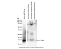Anti-Brain-derived neurotrophic factor (BDNF) Antibody