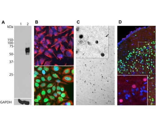 A: Western blot analysis of c-Fos expression in HeLa cells using M-1752-100. HeLa cells were serum-starved for 36 hours (Lane 1). Serum-starved HeLa cells were stimulated with 20% FBS for 2 hours (Lane 2). M-1752-100 recognizes bands in the range of 50-65 kDa, which represent multiple forms of c-Fos. A loading control was performed by stripping and re-probing the membrane with a monoclonal antibody against GAPDH, M-1376-250.B: Immunofluorescence staining of HeLa cells with M-1752-100. c-Fos staining (green) only localizes in the nuclei of 20% FBS stimulated cells (bottom panel), but not in un-stimulated cells (top panel). Cells were counter-stained with Chicken polyclonal antibody against vimentin, C-1409-50 (red) and DAPI (blue).C: Immunohistochemistry using M-1752-100 on 4% PFA transcardial-perfused mouse brain sections (45 uM thickness). c-FOS immunoreactive cells (dark colour, localized in cell nucleus) were visualized using a standard HRP-DAB (horseradish peroxidase-3,3'-diaminobenzidine) staining technique.D: Immunohistochemistry using M-1752-100 (red) and Rabbit polyclonal anti-NeuN/Fox3 (R-3770-100, green) on mouse cortical sections. Neurons positive for c-Fos and Fox3/NeuN appear yellow. The insert shows an enlarged image of staining with M-1752-100. Nuclei were labeled with DAPI (blue).